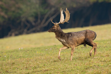 Wall Mural - fallow deer, dama dama, walking on green field in autumn nature. spotted mammal marching on meadow i