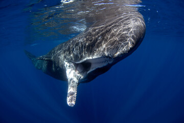  Sperm whale is playing under surface. Playful whale in Indian ocean. Extraordinary marine life.