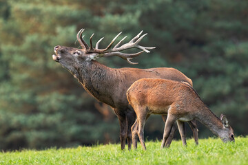 Wall Mural - red deer, cervus elaphus, roaring next to hind grazing on meadow in autumn. stag and female bellowin