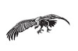 Vector vulture on white isolated,graphical drawing. Wild bird,hunter