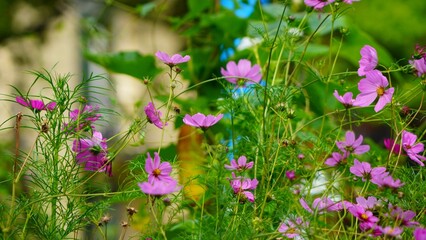 Poster - flowers in the meadow