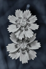 Two Coreopsis Grandiflora Flowers In Black And White Version