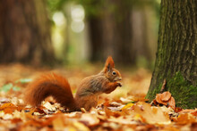 Close Up Of A Cute Red Squirrel,  Sciurus Vulgaris Feeding On The Ground. Taken In A Forest In Czech Republic. Beautifull Wildlife Scene