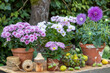 Arrangement mit lila Herbstblumen in Terracotta-Töpfen im Garten