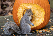Gray Squirrel With One Hand In A Pumpkin, Eating Seeds.