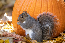 Busy Squirrel Eating Pumpkin Seeds