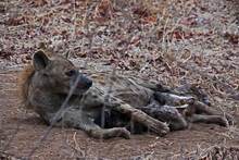 Spotted Hyena (Crocuta Crocuta) With Cubs 14884