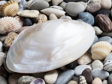 A White Mother-of-pearl Shell Laid On A Layer Of Small Pebbles And Shells On The Beach.
