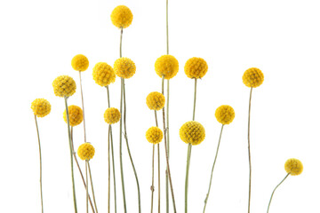 Flowers craspedia isolated on white background. Yellow balls garden flowers Craspedia globosa.