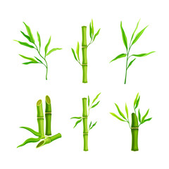 Wall Mural - Set of gresh green bamboo sticks with leaves, decoration elements cartoon vector illustration