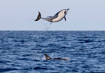 Sticker - dolphin jumping in the water