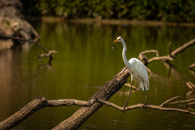 Great Egret Stands On A Snag In The Marsh