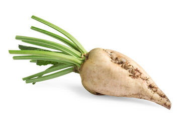 Freshly harvested sugar beet on white background