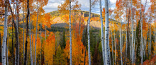 Tall Aspen Trees At Uinta Wasatch Cache National Forest In Utah.