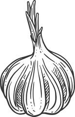 Sticker - Garlic bulb isolated vegetable sketch hand drawn icon