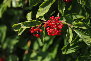 Sticker - Red elderberry fruits on the tree.