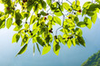 green leaves background.The paper mulberry (Broussonetia papyrifera) is a species of flowering plant in Asia