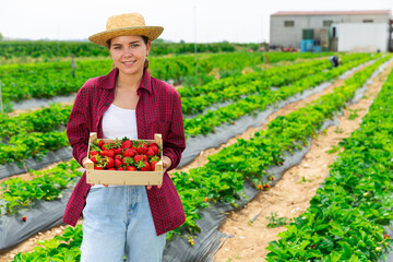 Wall Mural - Positive young woman farm worker posing on field with gathered strawberry