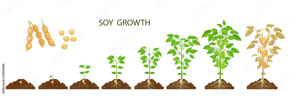 Soy beans growth stages. Vector soybean plants, sprout and seed on ...
