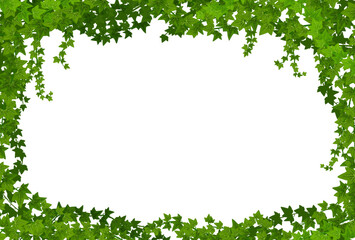 Wall Mural - ivy lianas frame, vector border with climbing vines, green leaves of creeper plant foliage. decorati