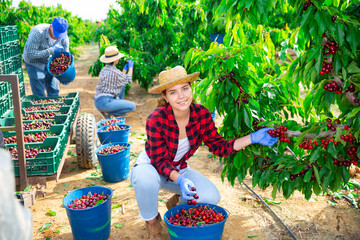 Wall Mural - Team of young adult people harvesting sweet cherries on farm