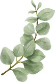 Fototapeta  - Eucalyptus Watercolor Leaves Illustration