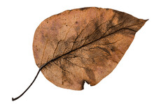 Leaf Isolated On Png