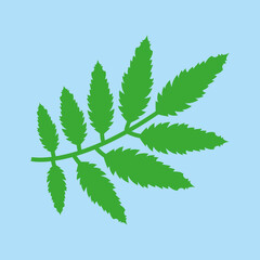 Poster - branch with narrow leaves on a blue background