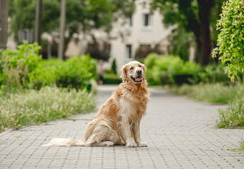 Wall Mural - Golden retriever dog outdoors