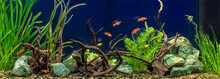 Freshwater Aquarium With Snags, Green Stones, Tropical Fish And Water Plants.