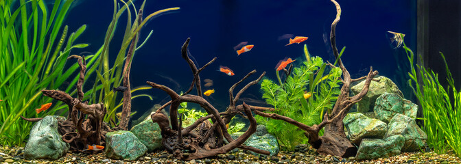 Canvas Print - Freshwater aquarium with snags, green stones, tropical fish and water plants.