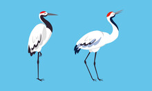 Beautiful Japanese Cranes. White Stork, Egret, Heron Elegant Birds Vector Illustration