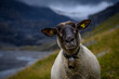 portrait of a mountain sheep in valais