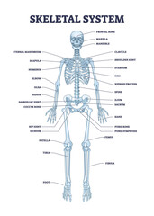 skeletal system with body skeleton structure and anatomy outline diagram. labeled educational medica