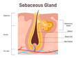 © inspiring.team - Sebaceous gland. Exocrine gland secrete sebumfor hair and skin lubrication