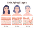 Aging process. Face skin structure changes. cross section diagram.