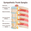 Sympathetic trunk ganglia. Paravertebral ganglia of the sympathetic