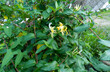 Japanese Honeysuckle Lonicera japonica, Caprifoliaceae. Variegated evergreen foliage and flowers of the climber, Lonicera japonica 'Mint Crisp'. Carbon Neutral.