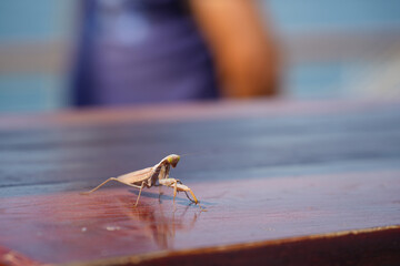 Mantis religiosa, popularly called the praying mantis, is an insect of the Mantidae family. photo during the day.