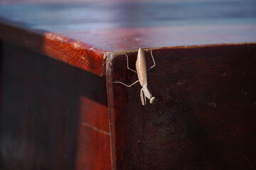 Mantis religiosa, popularly called the praying mantis, is an insect of the Mantidae family. photo during the day.