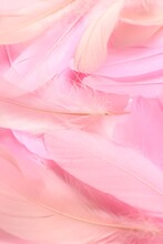 Beautiful Pink Feathers As Background, Closeup View