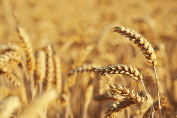 Wall Mural - Ears of wheat in field, closeup. Space for text