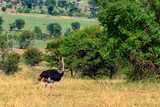 Fototapeta Sawanna - Male ostrich (Struthio camelus) in savanna in Serengeti National park in Tanzania. Wildlife of Africa