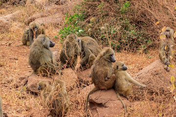 Poster - Group of olive baboons (Papio anubis), also called the Anubis baboons, in Lake Manyara National Park in Tanzania