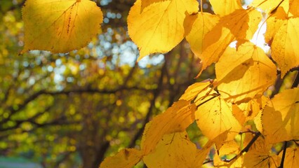 Wall Mural - Autumn branches in city park with sun getting through foliage. Handheld shot of linden tree branches covered with fallen leaves during sunny day in fall.