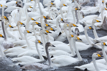 Wall Mural - A flock of Whooper swan wintering on the thermal lake Svetloe (Lebedinoe), Altai Territory, Russia