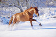 Horses galloping cantering and bucking in the snow