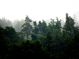 Sticker - silhouette of forest against white sky - foggy dark forest