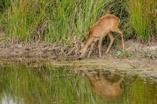 A Young Brown Thirsty Female Roe Deer Drinking From A Little Lake In National Wetland Park. Reflection Of The Animal In The Water. Green Grass In The Background.