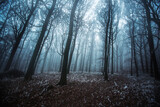 Fototapeta Las - Fog in the forest
